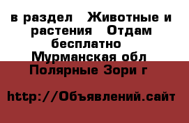  в раздел : Животные и растения » Отдам бесплатно . Мурманская обл.,Полярные Зори г.